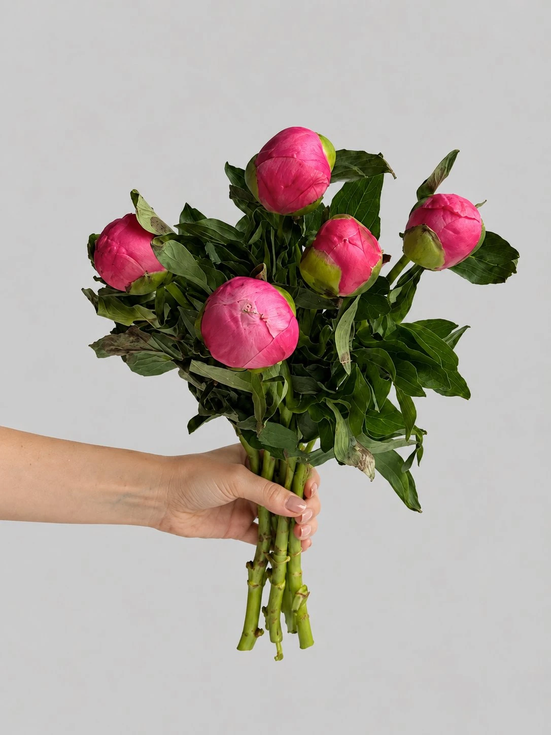Банч пион "Coral Charm" (5 шт), изображение 2